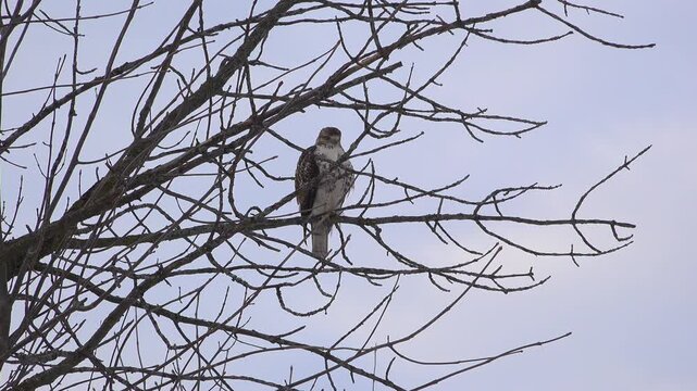 A red-tailed hawk perched quietly on the intricate branches of a leafless tree, looking over its shoulder against a stark, pale grey winter sky.