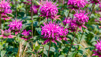 Fototapeta premium Bright pink flowers grow in a field during the warm season at a local park in the afternoon sun