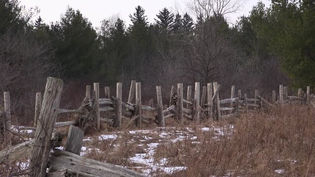 A wide shot of a red-tailed hawk perched alertly on an old, weathered cedar rail fence, surrounded by dry winter tall grass and a snow-dusted meadow with bare forest trees behind it.