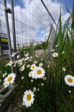 Meadow margherites in front of fence and cctv. Wide shot of meadow margeherites in front of prison. Blurred there is a fence, cctv and a concrete walkway.
