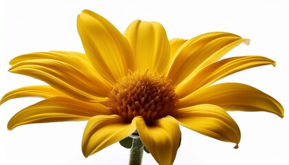 Obraz premium yellow flower isolated on white or white background cutout