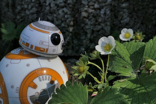 Detail of BB8 astromech droid model from Star Wars adoring spring flowering straweberry plant, latin name Fragaria ananassa, growing from concrete fittings in garden. 