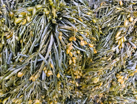 large quantity of Ascophyllum nodosum, Norwegian brown algae