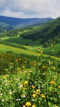 Vibrant green valley with rolling hills and distant mountains. Yellow wildflowers bloom in foreground. Soft clouds drift across sky. Serene nature scene evokes peace and tranquility