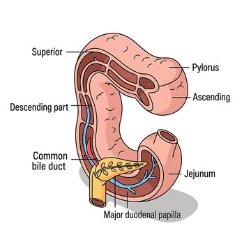 Anatomical diagram of human duodenum structure.