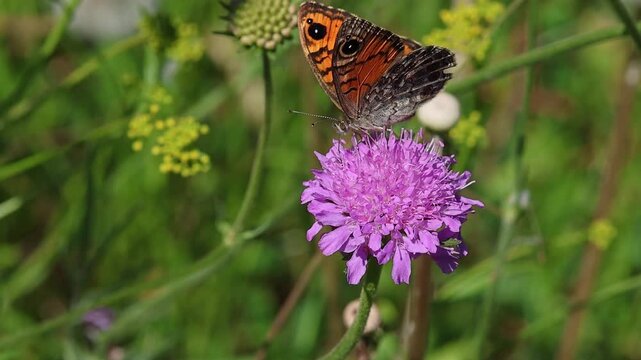 short clip of a Lasiommata megera the wall brown butterfly on scabiosa blossom 