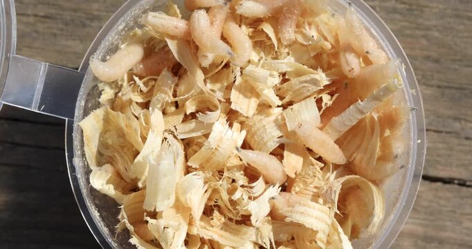 Macro footage of moving maggot fly larvae in a can with sawdust. Fishing bait.
