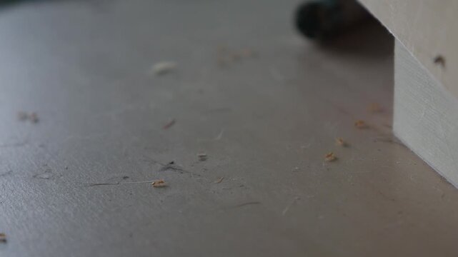 Macro closeup of tiny ants swarming on dusty floor surface near book insect pest infestation indoor concept