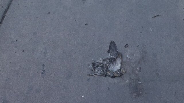 Dead bird remains with feathers on cracked concrete sidewalk pavement urban street outdoor nature decay mortality concept