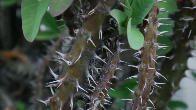 Closeup sharp thorns and spines on crown of thorns Euphorbia milii stem macro detail texture dangerous tropical plant