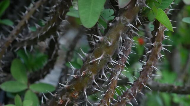Closeup sharp thorns and spines on crown of thorns Euphorbia milii stem macro detail texture dangerous tropical plant