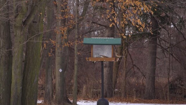 Black and white downy woodpecker, a black-capped chickadee and small sparrows feeding at a green-roofed hopper bird feeder on a metal pole, with a snow-dusted autumn forest in the background.