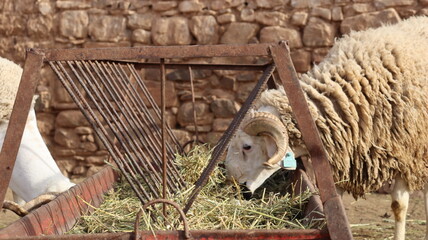 Sardi rams feeding from metal hay rack in Moroccan farmyard © Azedine