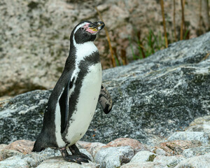 Fototapeta premium A penguin stands on a rocky surface close to water. It looks around while surrounded by stones and grass. The setting shows a natural habitat where wildlife can thrive