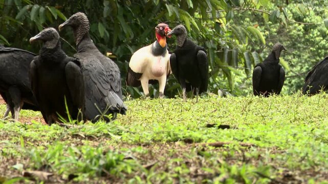 King Vulture Standing Among Black Vultures in Tropical Forest