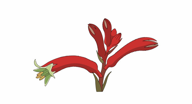 Stylized red kangaroo paw flower with green sepals on a white background
