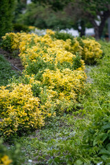Obraz premium Variegated shrubs in manicured garden. Yellow and green variegated Euonymus fortunei shrubs in a well-maintained garden. The shallow depth of field creates a serene. Professional landscape vibe.