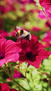 Bumblebee hovers near vibrant pink petunias. Wings blur as it flies toward blossoms. Sunlight highlights flower petals and insect details. Peaceful garden scene with natural focus on pollination