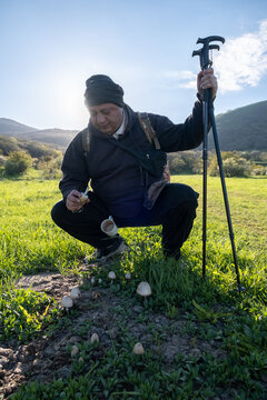 man mushroom picker bent over pile of mushrooms of questionable origin on meadow. Probably poisonous mushrooms threatening danger to life. Macrolepiota mastoidea or Panaeolus. Chlorophyllum molybdites