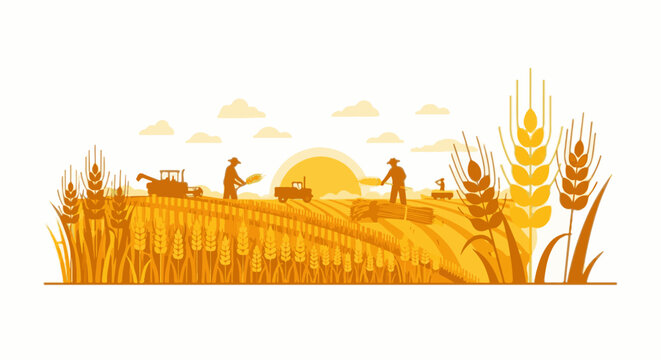 Farmers harvest ripe wheat in golden fields under a warm sunset