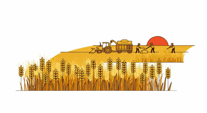 Farmers harvesting wheat with a tractor at sunset