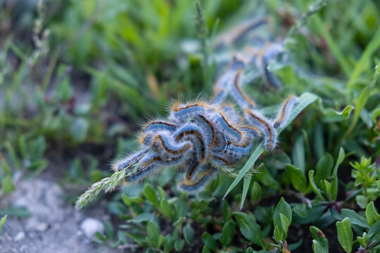 Many hairy caterpillars Malacosoma castrensis gathered on plant tightly covering branch. Lymantria dispar in active phase. Malacosoma spp. World of insects. Fauna of spring period