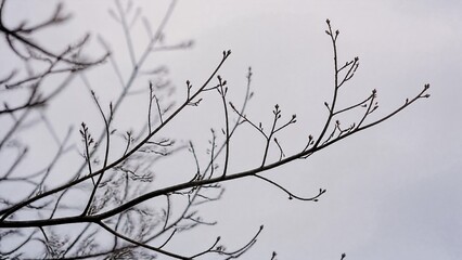 Fototapeta premium leafless. Bare tree branches in winter creating a silhouette against a soft grey sky. gardening catalogs, home-decor guides, designed for home decor and floral branding, used by policy analysts.