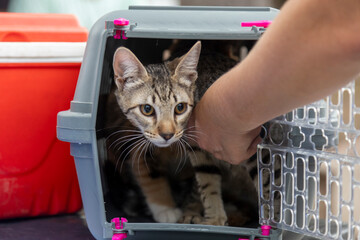 Close-up of hands removing a small cat from a pet carrier. © MATÍAS RONDINELLA