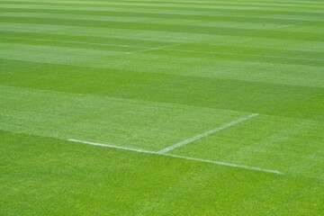 Obraz premium green grass of a rugby field