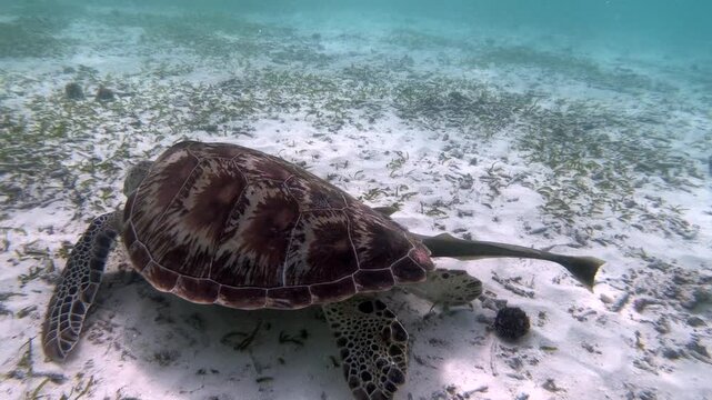 The green sea turtle (Chelonia mydas) with cleane fish is greazing on seagrass. Green sea turtles have a variety of parasites including barnacles, leeches, protozoans, cestodes, and nematodes.	