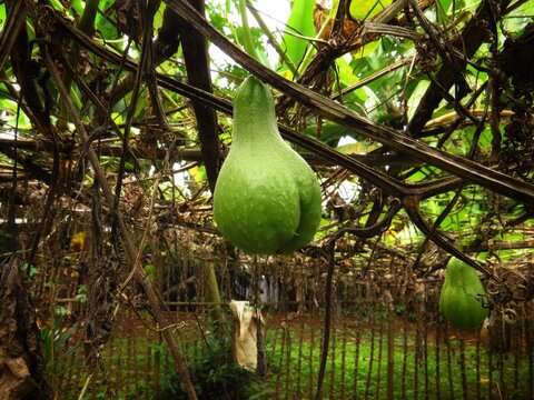 Fresh Green Chayote Squash Hanging from a Vine on a Wooden Garden Trellis