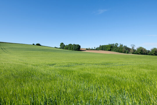 A gentle green hill against a blue sky. There is grain growing that is not yet ripe and is still green. Space for text.