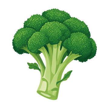 Fresh green broccoli cabbage isolated on white background. Raw organic broccoli stalk florets vector illustration. Healthy vegetable ingredient for baby food packaging, market and menu design.