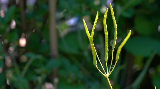 Greater Celandine in natural ambient, toxic, fruits (Chelidonium majus) - (4K)