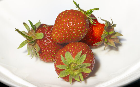 fraises en gros plan du potager