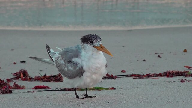 Crested tern cleaning its wings on the ocean beach