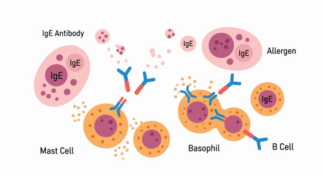 Illustration of IgE antibodies interacting with mast cells, basophils, and B cells