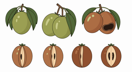 Illustration of unripe and ripe fruits, some cut in half, with leaves