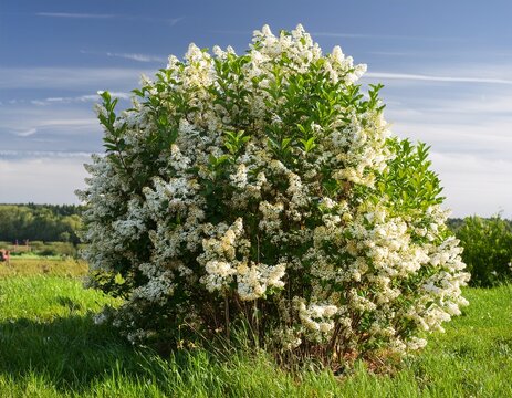 the blossoming bush a privet ordinary ligustrum vulgare