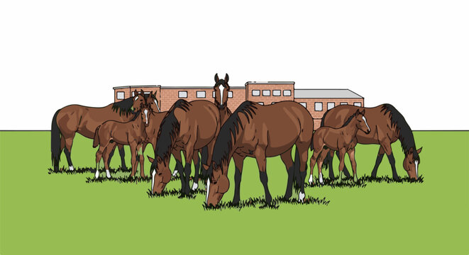 Herd of brown horses grazes in a green field before a brick building