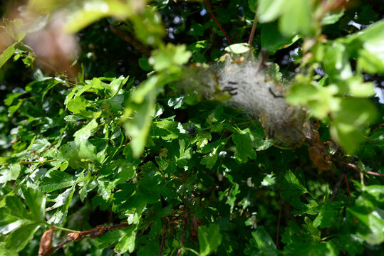 Caterpillars of ermine moth. Net on hawthorn with caterpillars of an ermine moth. Blurred background.