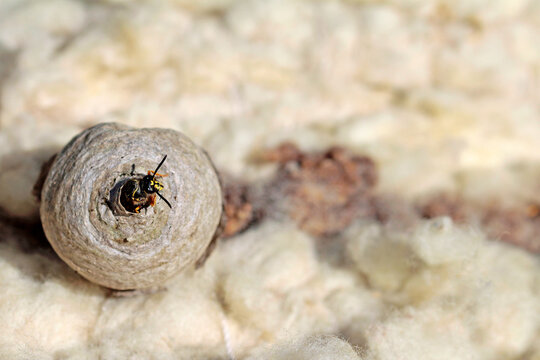 A wasp queen at a new nest, with few cells and a shield-shaped base to the nest shell.