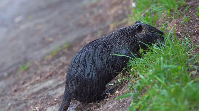 A black and gray nutria comes ashore to feed on fresh green grass. A park lake and its herbivorous inhabitants.