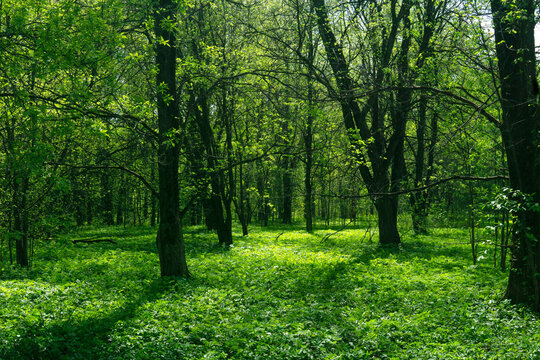 Green forest in springtime. Sunlight in the green forest.
