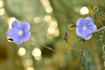 flowers with reflections in th forest © MariaTeresa