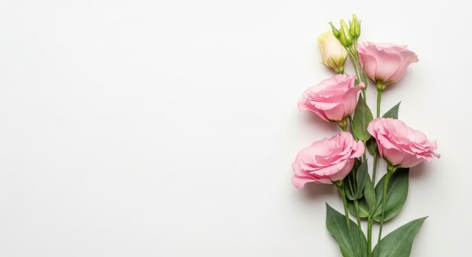 Pink eustoma flowers on white background, elegant lisianthus floral border with copy space, delicate spring blossom flat lay for greeting cards