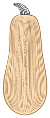 Fototapeta premium Vintage Style Illustration of a Butternut Squash featuring Rustic Texture and Tonal Brown Shade
