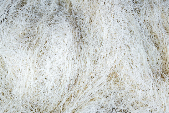 capellini raw pasta close up