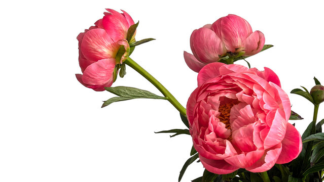 牡丹と薔薇」の写真素材 | 684,959件の無料イラスト画像 | Adobe Stock