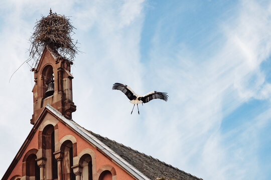 White stork, symbol of Alsace, flying to its nest atop old brick church tower bell gable in Eguisheim rural village, France, urban wildlife adaptation, local conservation in breeding Spring season